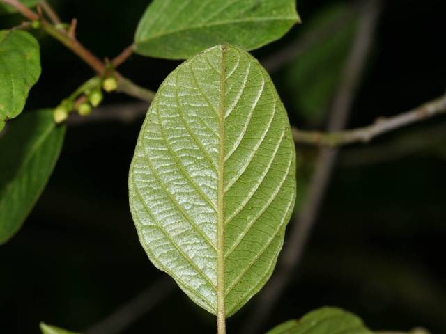 سیاه توسه Frangula alnus syn. Rhamnus frangula 5